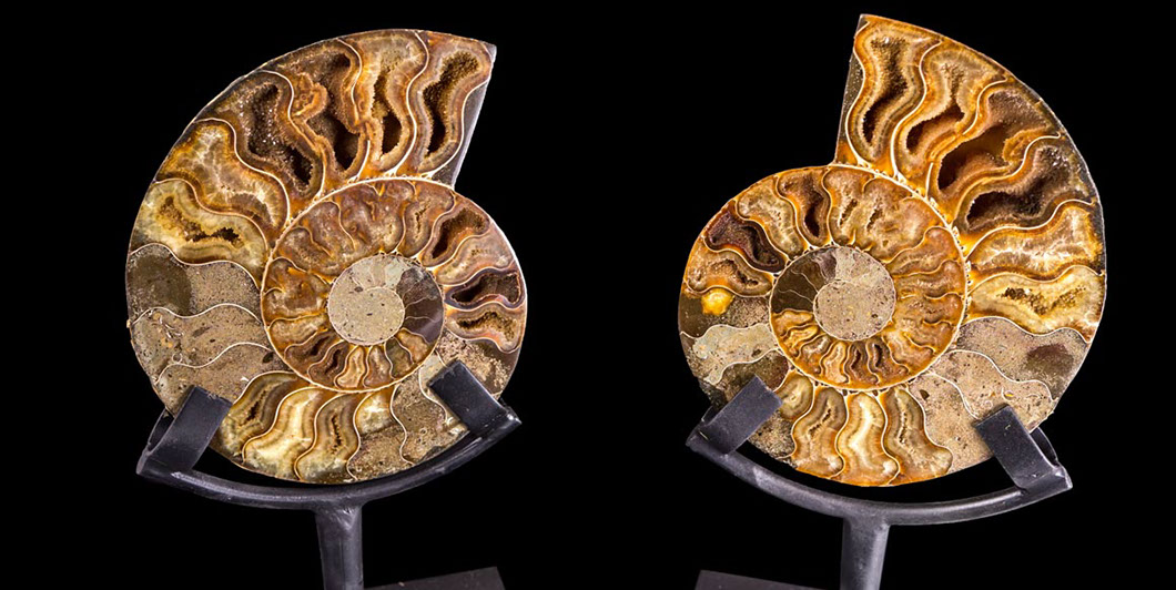 Jewelry and Fossil Shop Jewelry and Fossil Shop of Steamboat Springs, Co