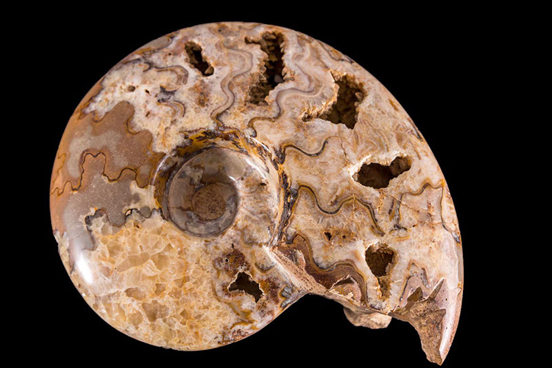 Jewelry and Fossil Shop Jewelry and Fossil Shop of Steamboat Springs, Co