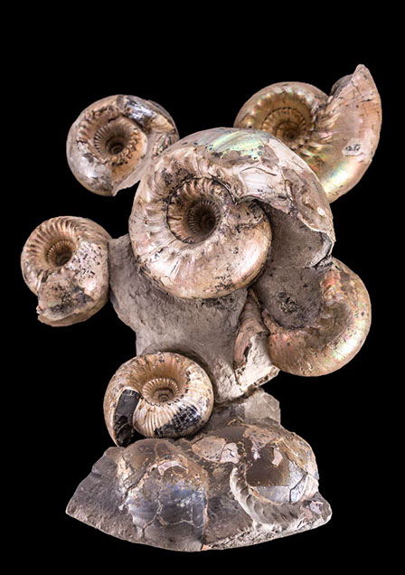 Jewelry and Fossil Shop Jewelry and Fossil Shop of Steamboat Springs, Co