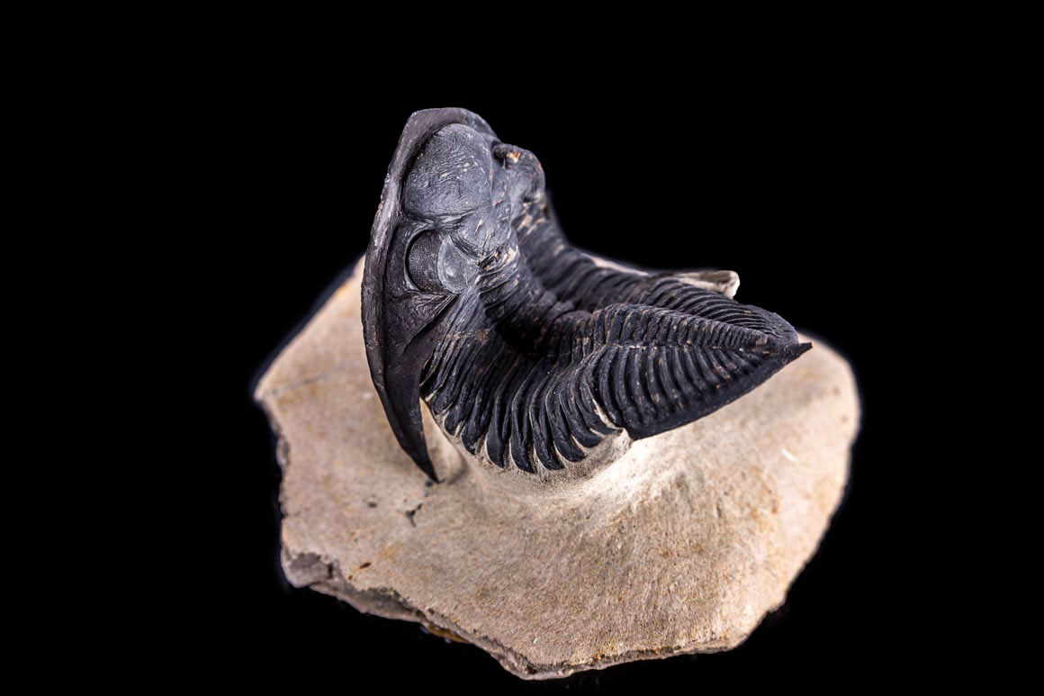 Jewelry and Fossil Shop Jewelry and Fossil Shop of Steamboat Springs, Co