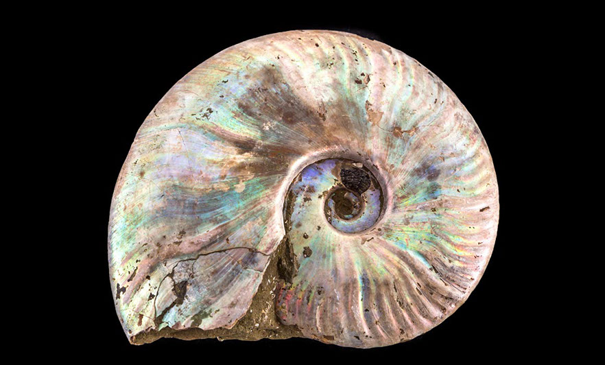 Jewelry and Fossil Shop Jewelry and Fossil Shop of Steamboat Springs, Co