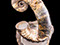 Jewelry and Fossil Shop of Steamboat Springs, Co