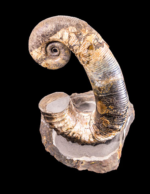 Jewelry and Fossil Shop Jewelry and Fossil Shop of Steamboat Springs, Co