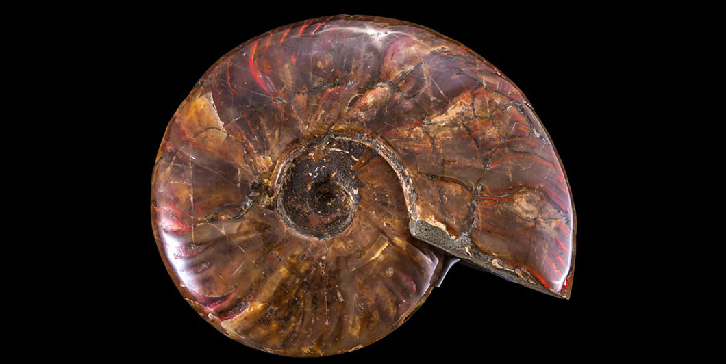 Jewelry and Fossil Shop Jewelry and Fossil Shop of Steamboat Springs, Co