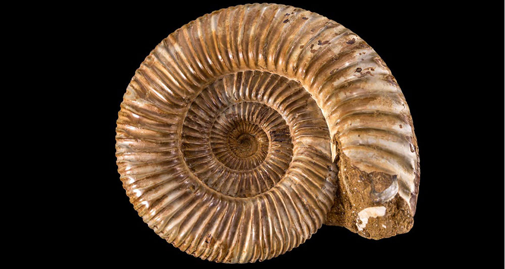 Jewelry and Fossil Shop Jewelry and Fossil Shop of Steamboat Springs, Co