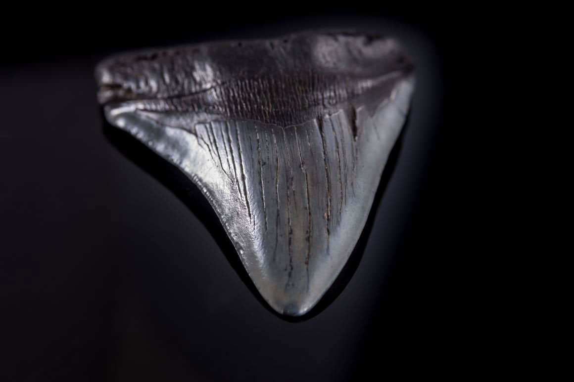 Jewelry and Fossil Shop Jewelry and Fossil Shop of Steamboat Springs, Co