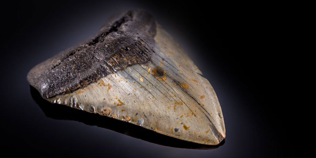 Jewelry and Fossil Shop Jewelry and Fossil Shop of Steamboat Springs, Co