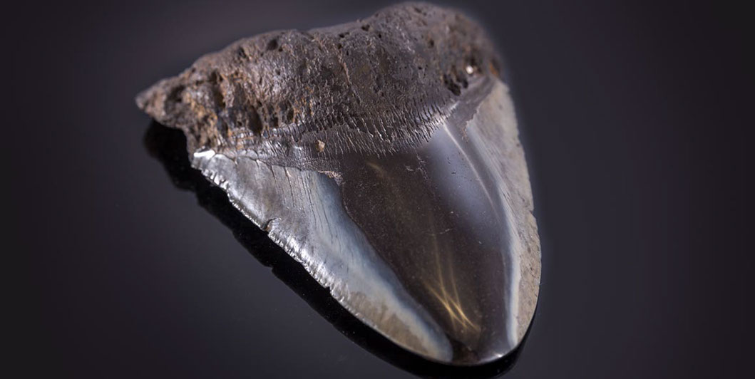 Jewelry and Fossil Shop Jewelry and Fossil Shop of Steamboat Springs, Co