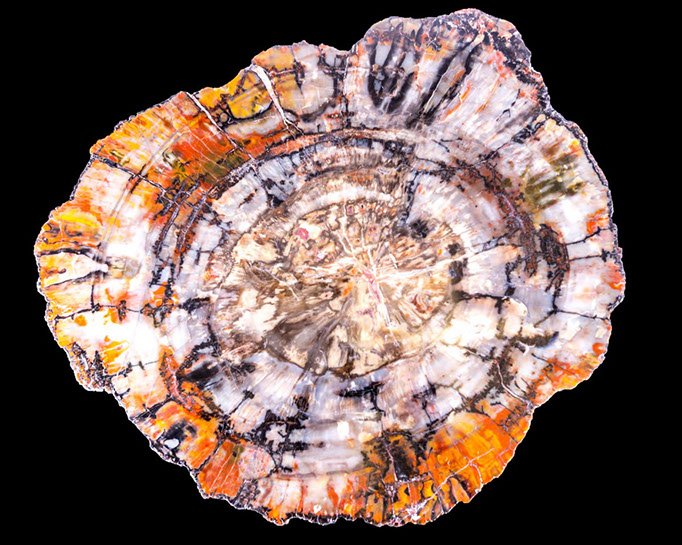 Jewelry and Fossil Shop of Steamboat Springs, Co