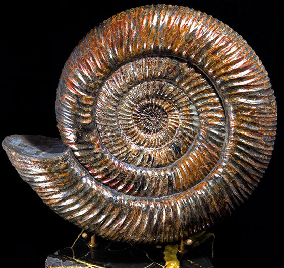 Jewelry and Fossil Shop Jewelry and Fossil Shop of Steamboat Springs, Co
