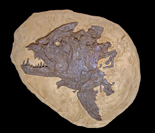 Jewelry and Fossil Shop Jewelry and Fossil Shop of Steamboat Springs, Co