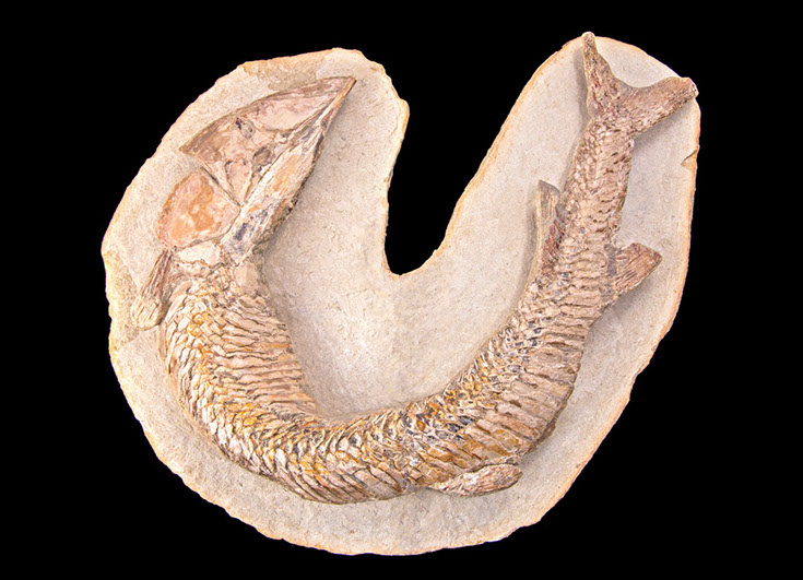Jewelry and Fossil Shop Jewelry and Fossil Shop of Steamboat Springs, Co